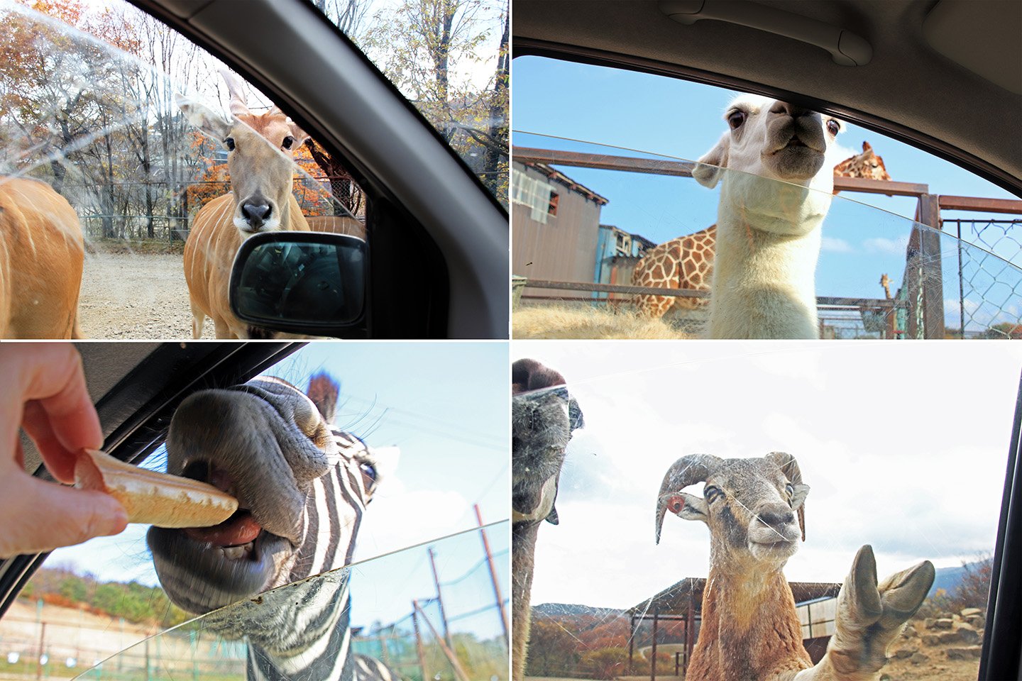 🦁 도호쿠 사파리 파크 이미지 7